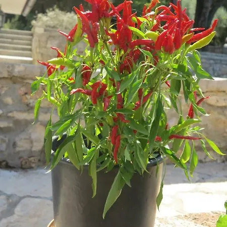 Appartement Monpaderno Rovinj